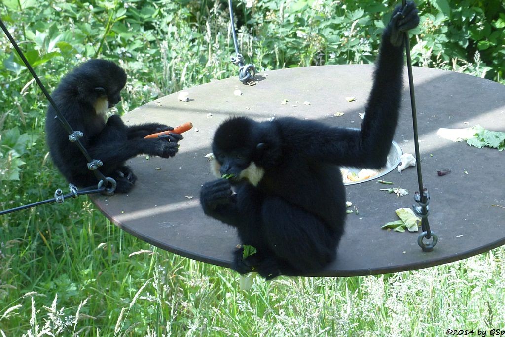 Südlicher Gelbwangengibbon