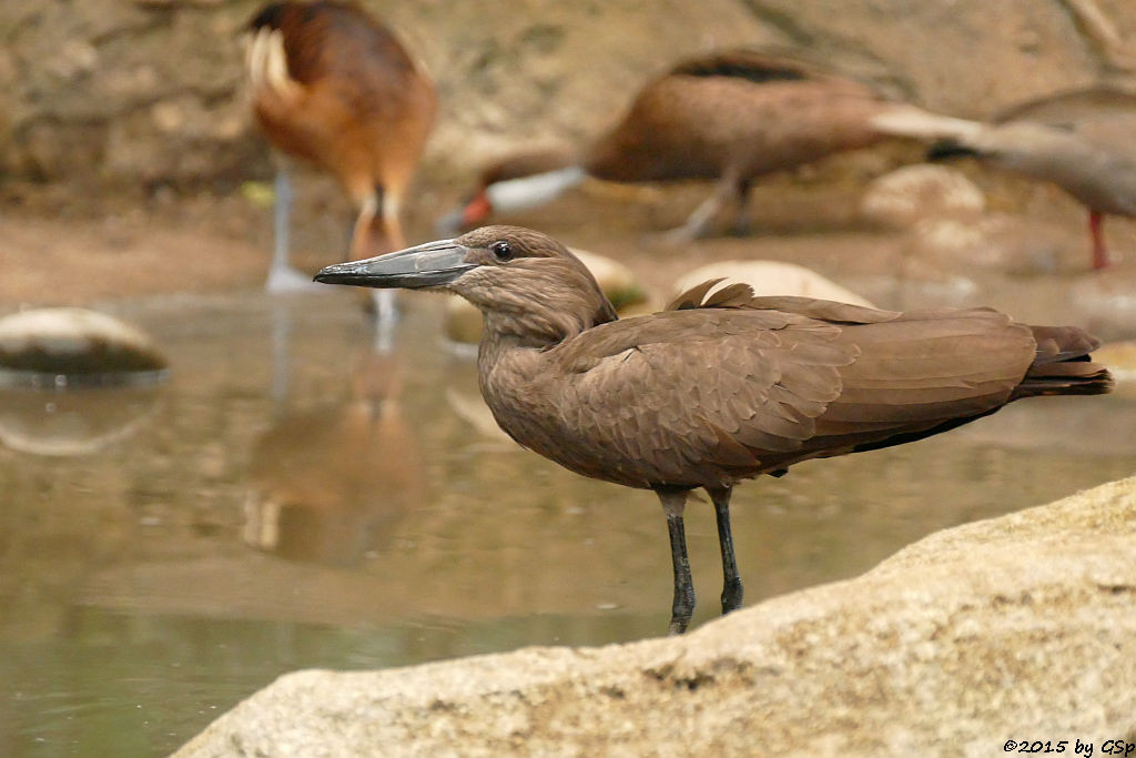 Hammerkopf (Schattenvogel), Gelbbrust-Pfeifgans (Fahlpfeifgans, Gelbe Baumente)