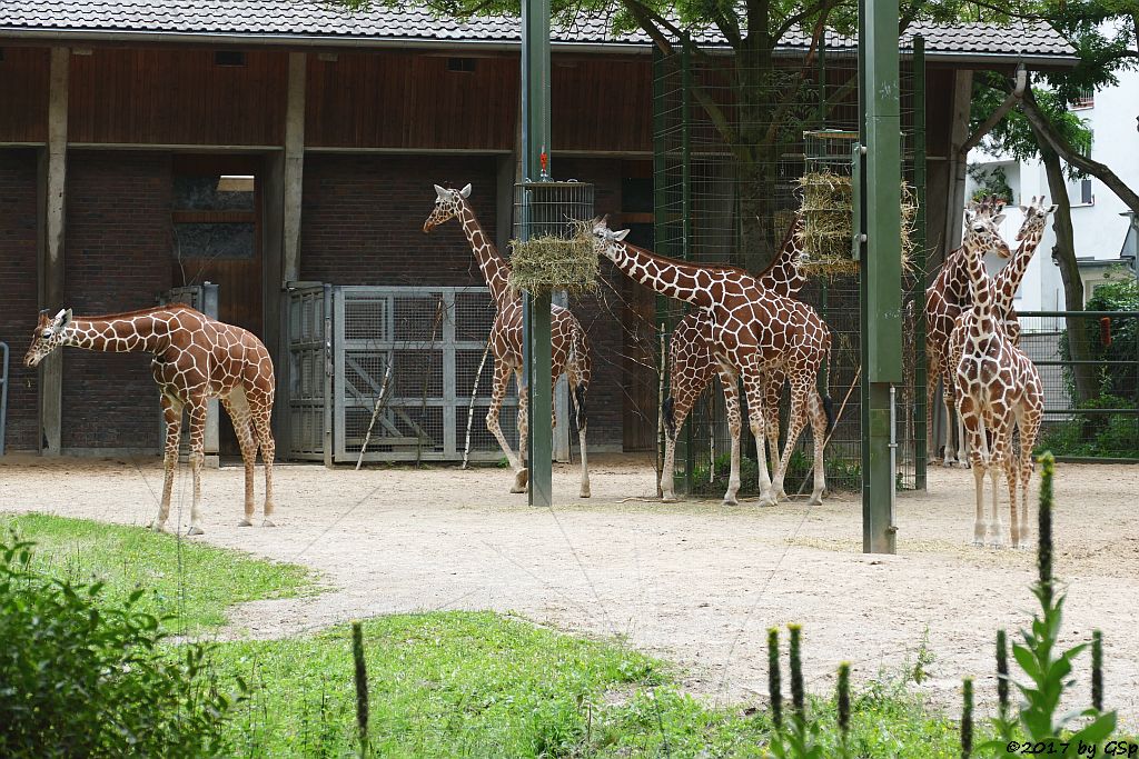 Netzgiraffe