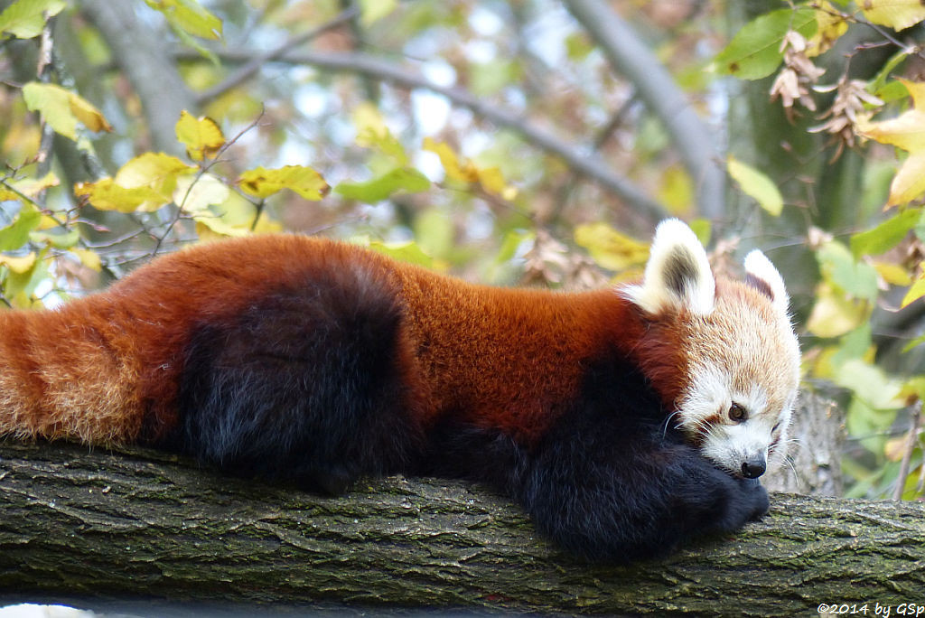 Kleiner Panda