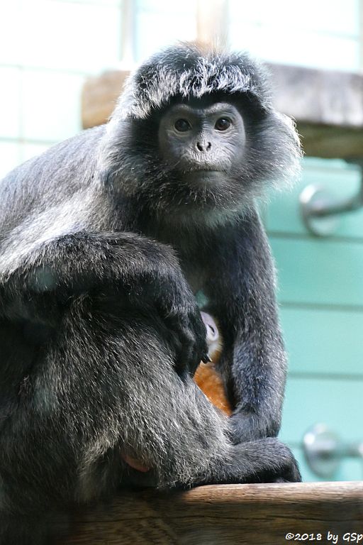 Schwarzer Haubenlangur (Javanischer Haubenlangur, Budeng)