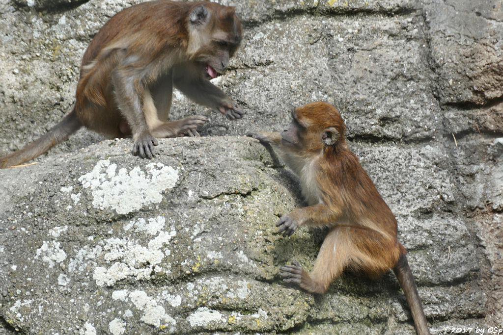 Javaneraffe (Langschwanzmakak)