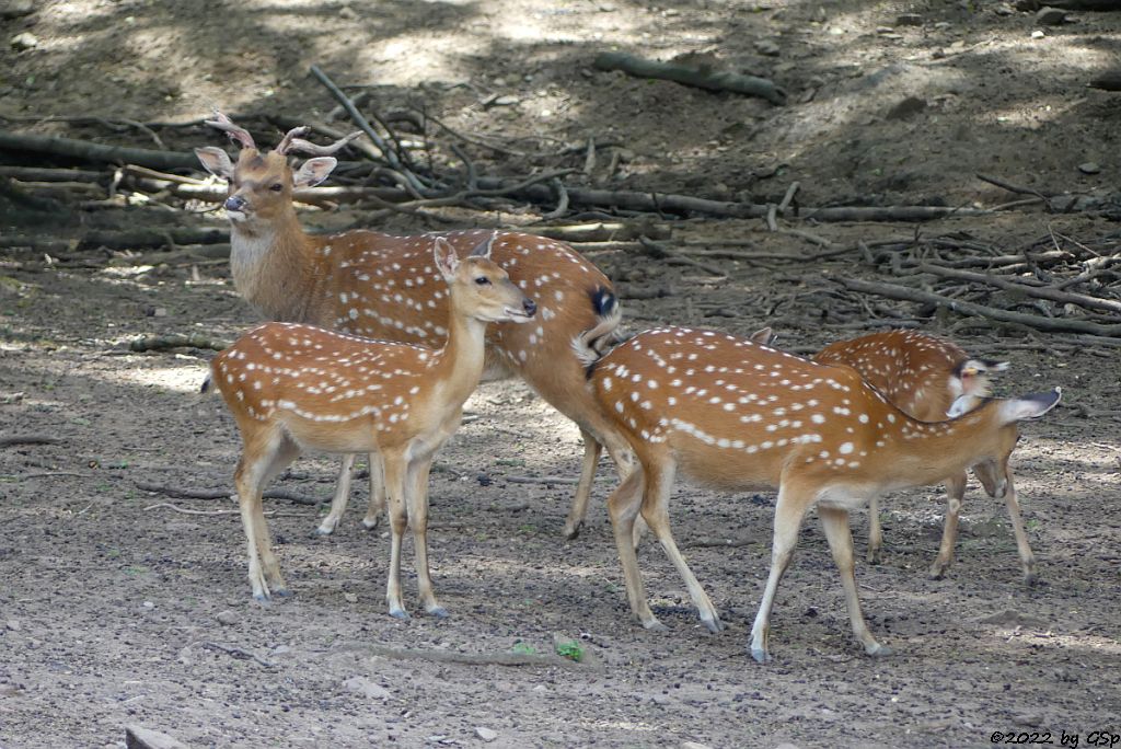 Vietnam-Sikahirsch