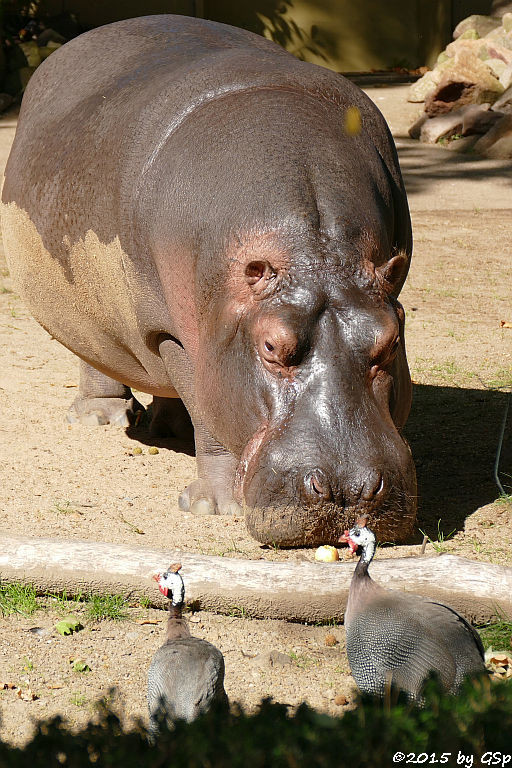 Flusspferd, Helmperlhuhn