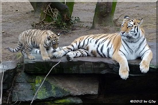 Sumatra-Tigerin HANYA mit Sohn JEGOR