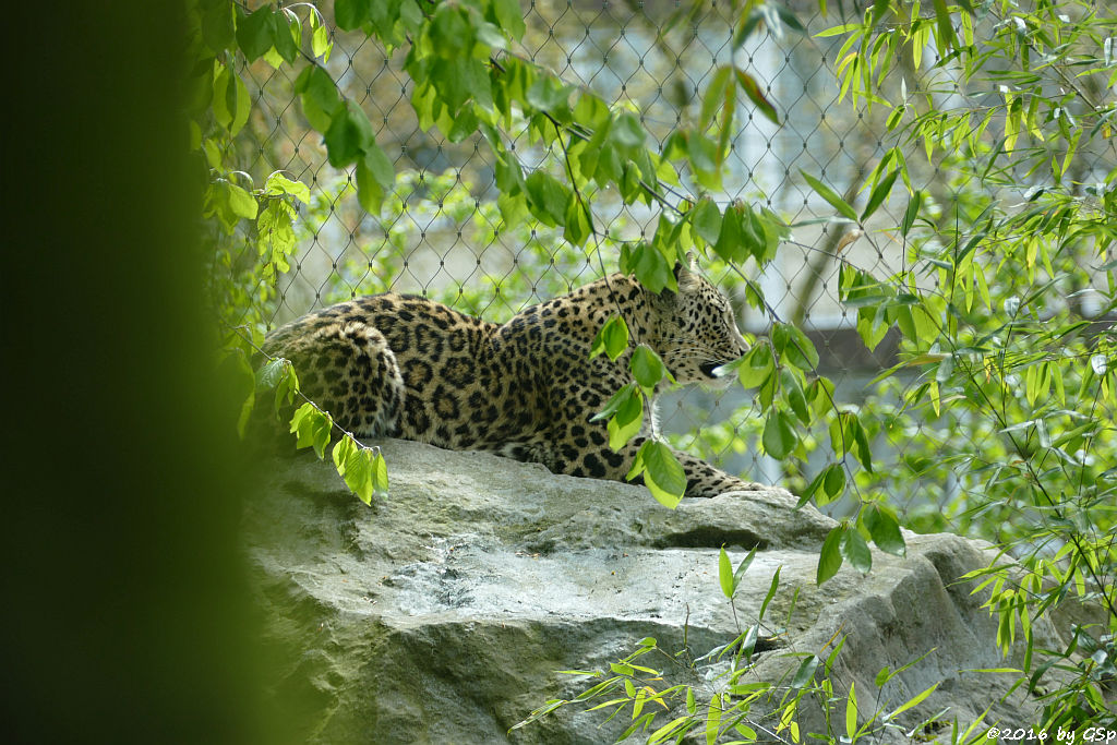 Nordpersische Leopardin (Afghanische Leopardin) AZISAM