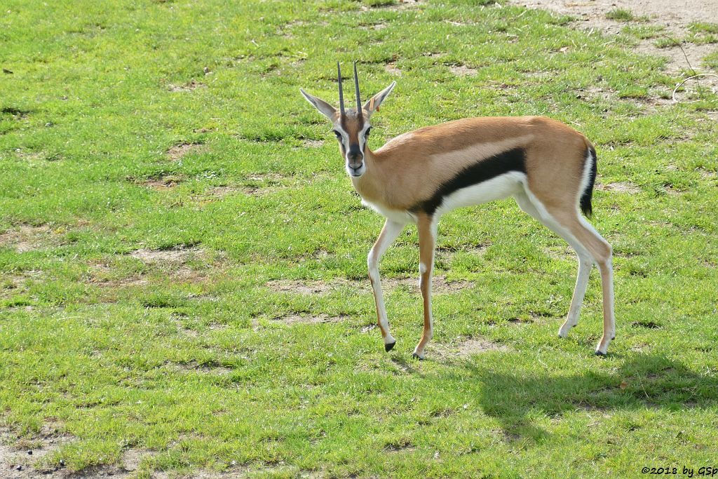 Thomsongazelle