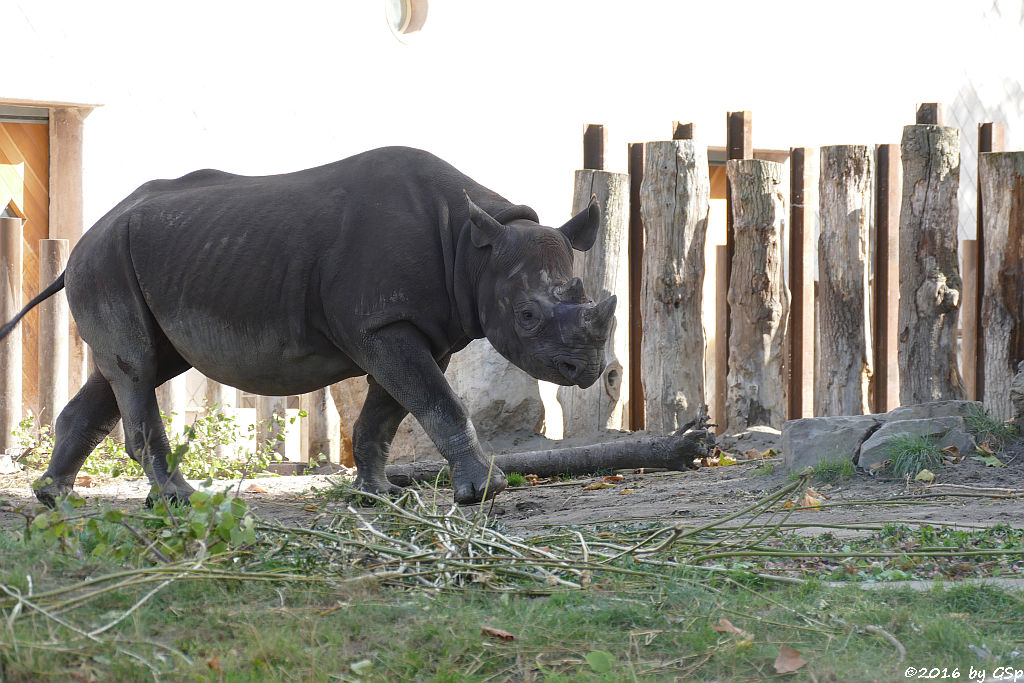 Spitzmaulnashorn