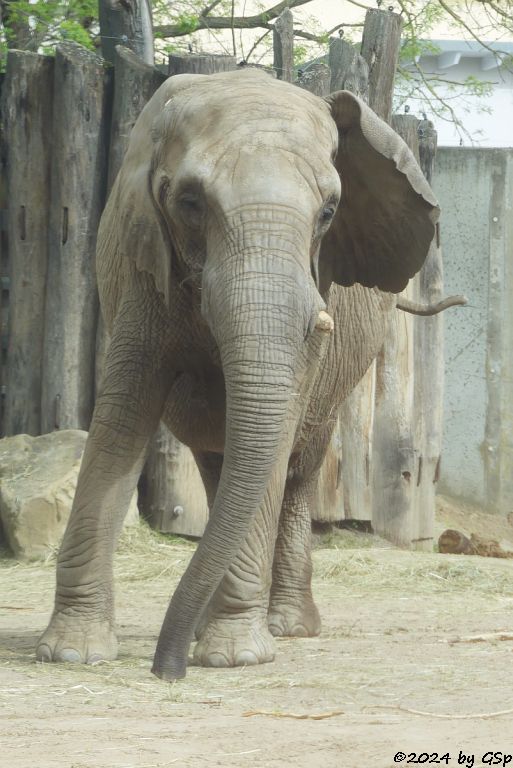 Elefanten Zoo Halle: PORI