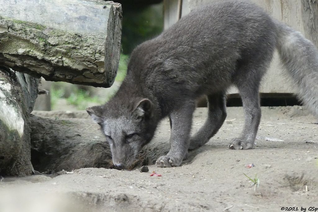 Polarfuchs (Eisfuchs, Blaufuchs)