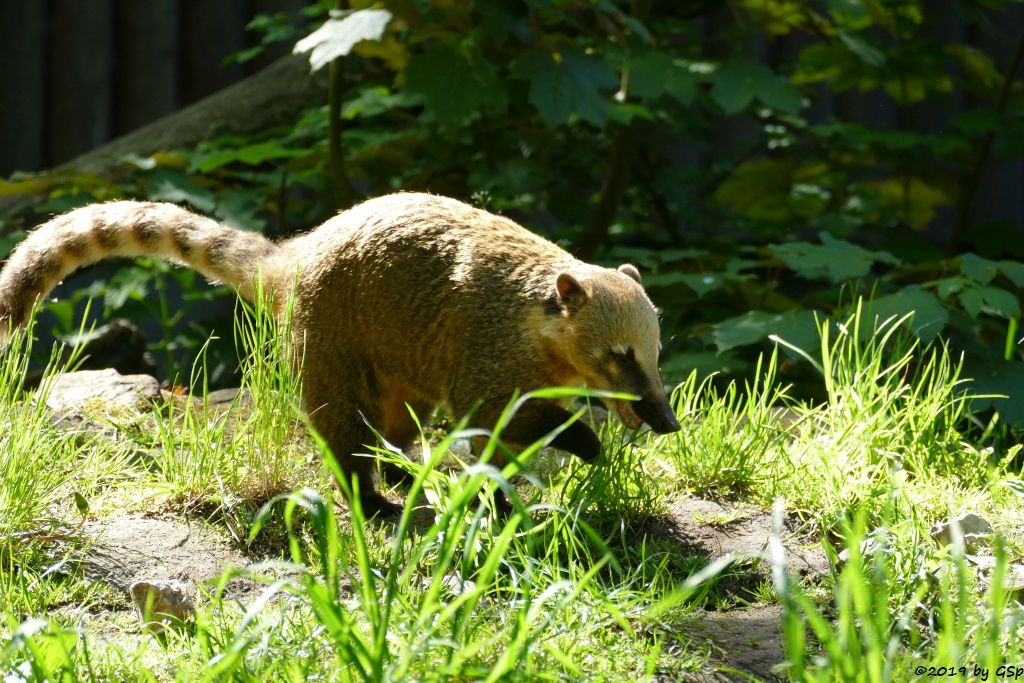 Roter Nasenbär (Gewöhnlicher Nasenbär, Südamerikanischer Nasenbär)