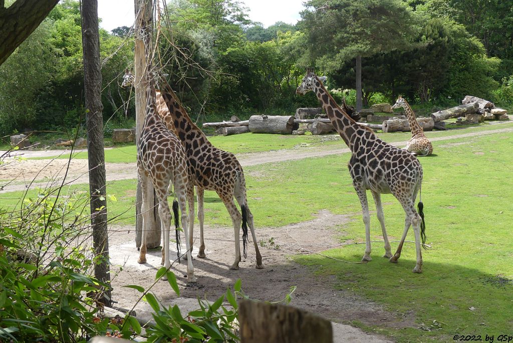 Rothschildgiraffe (Uganda-Giraffe, Baringo-Giraffe)