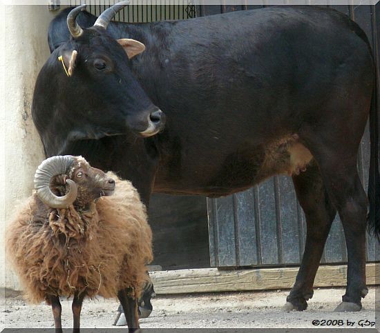 Ouessantschaf und Zwergzebu