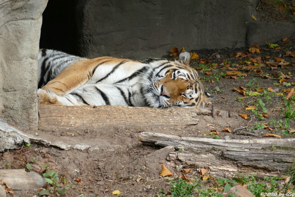 Amurtiger (Sibirischer Tiger, Mandschu-Tiger)