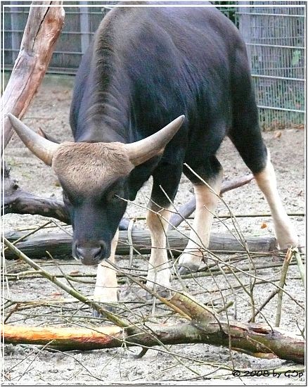  Gaur