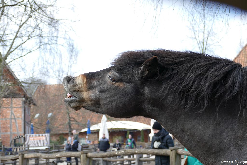 Exmoor-Pony