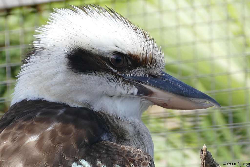 Jägerliest (Lachender Hans, Kookaburra)