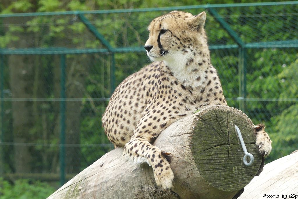 Südafrikanischer Gepard