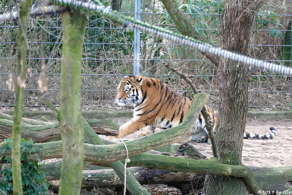 Amurtiger (Sibirischer Tiger, Mandschu-Tiger) SERGAN