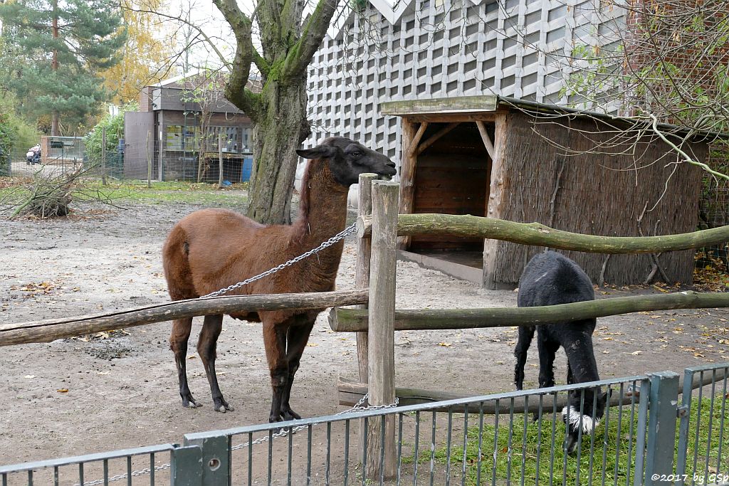 Lama HORST, Alpaka HARRY