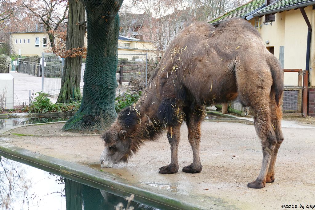 Trampeltier (Zweihöckriges Kamel, Hauskamel)