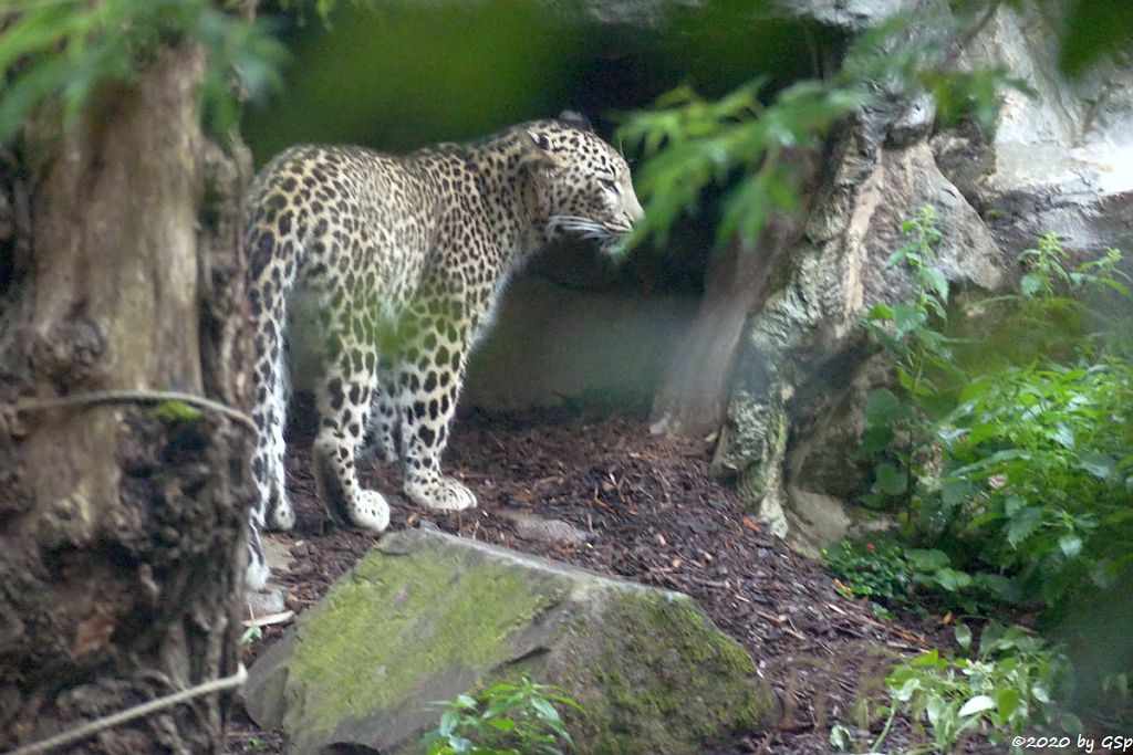 Nordpersischer Leopard (Afghanischer Leopard)