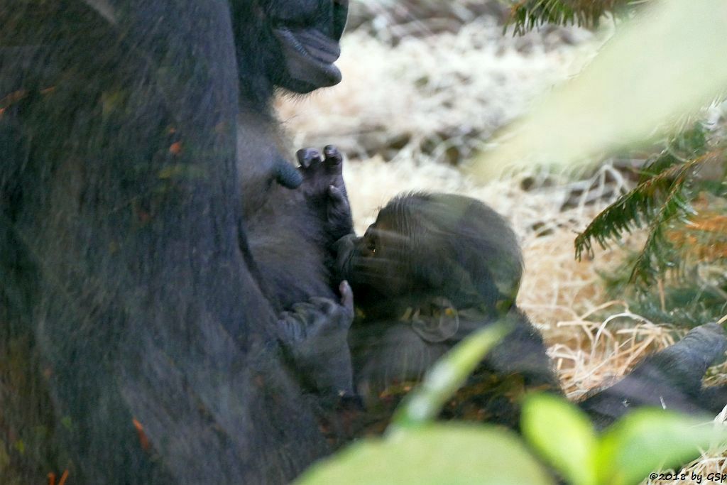 Flachlandgorilla TUANA mit Jungtier, geb. 11.1.18 (2 Wochen alt)