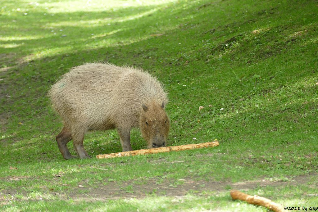 Wasserschwein (Capybara)