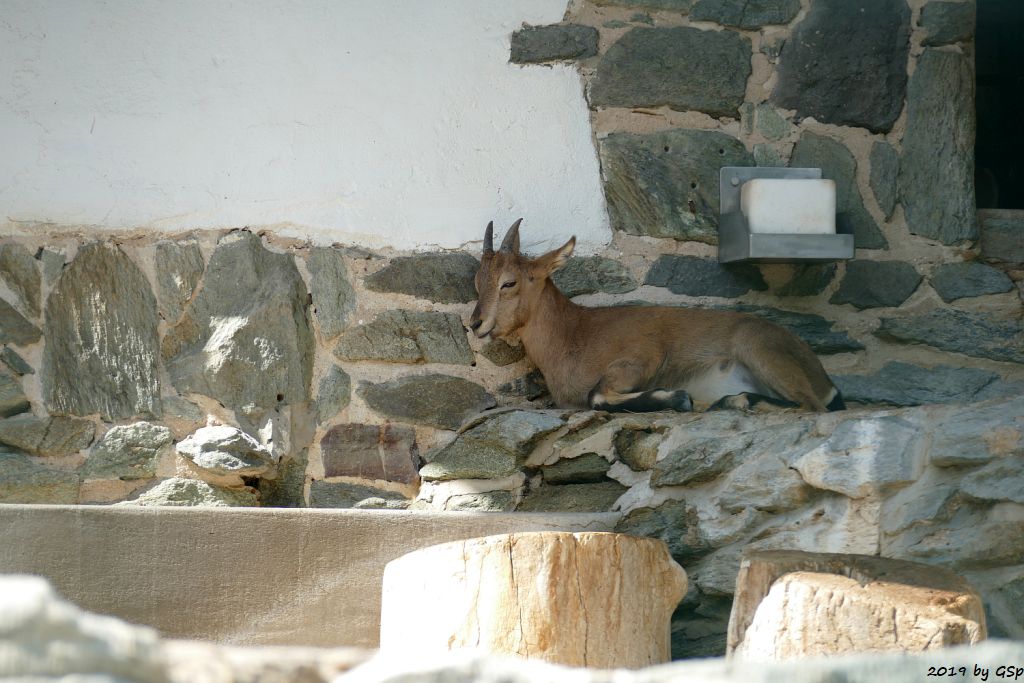 Westkaukasischer Steinbock (Kuban-Tur)