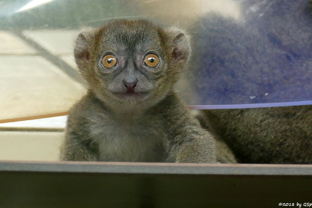 Großer Bambuslemur (Breitschnauzen-Halbmaki), Jungtier geb. Anf. Mai 2018