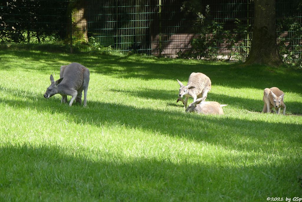 Rotes Riesenkänguru