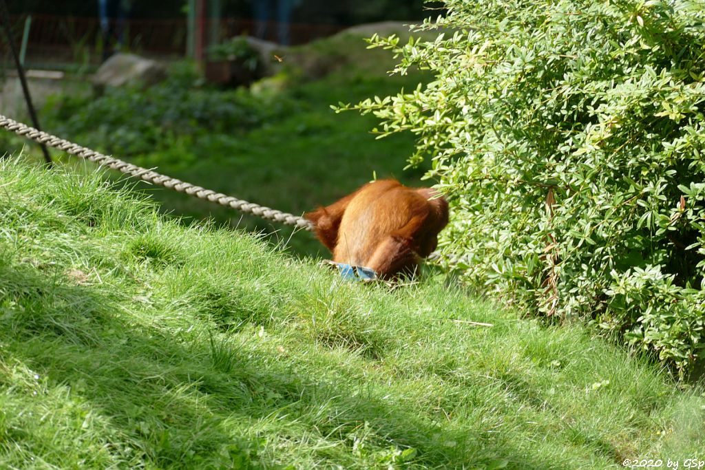 Sumatra-Orang-Utan