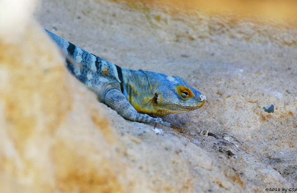 Blauer Felsenleguan