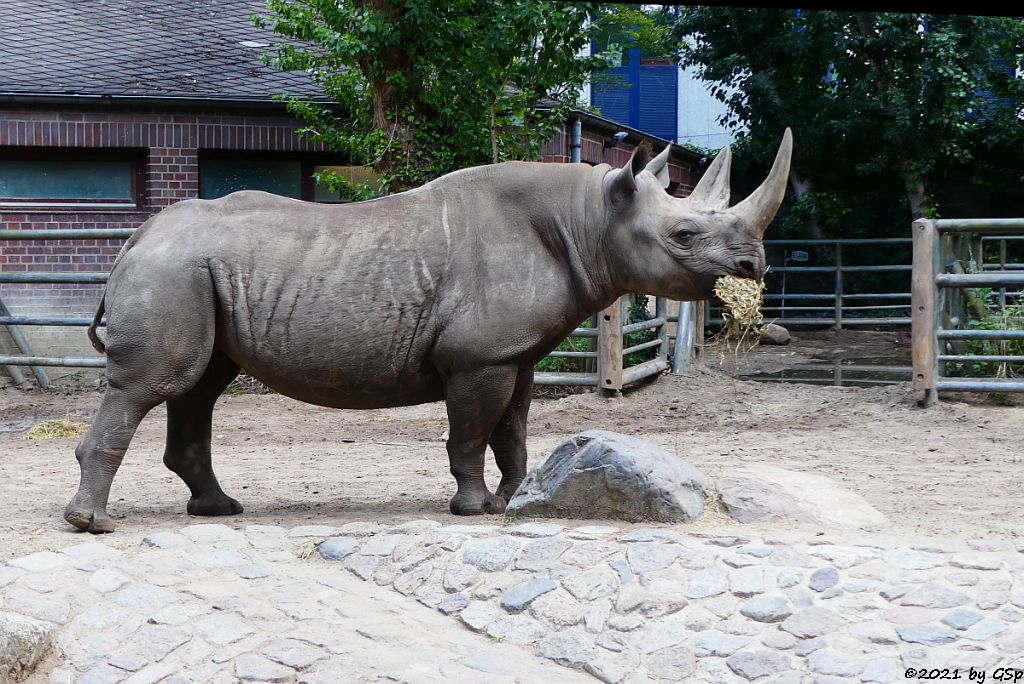 Spitzmaulnashorn MABURI 