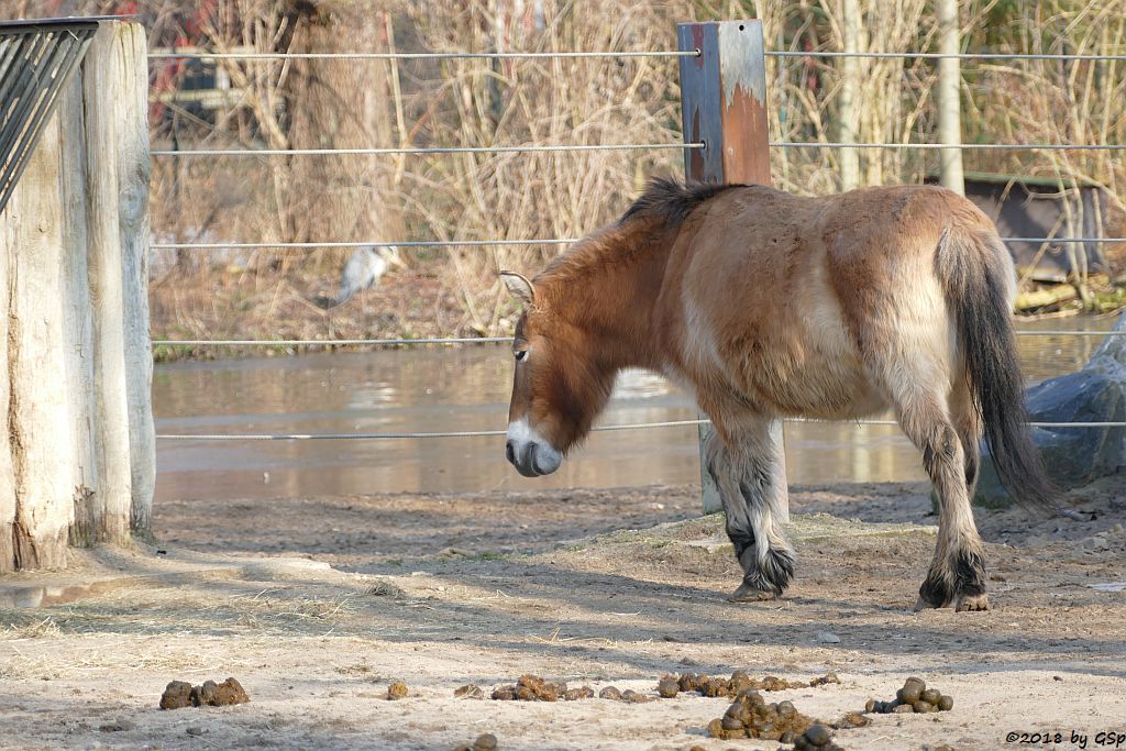 Przewalskipferd (Przewalski-Urwildpferd, Asiatisches Wildpferd)