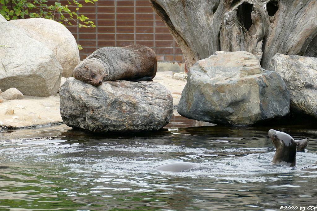 Südafrikanischer Seebär (Zwergseebär, Kap-Seebär) LIPPI, Kalifornischer Seelöwe