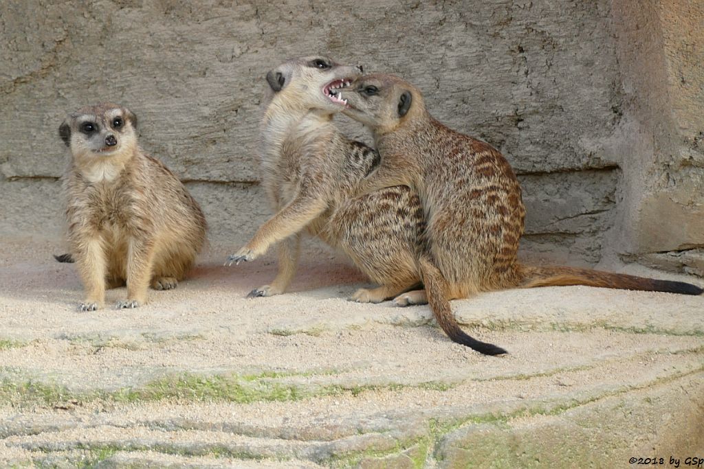 Erdmännchen