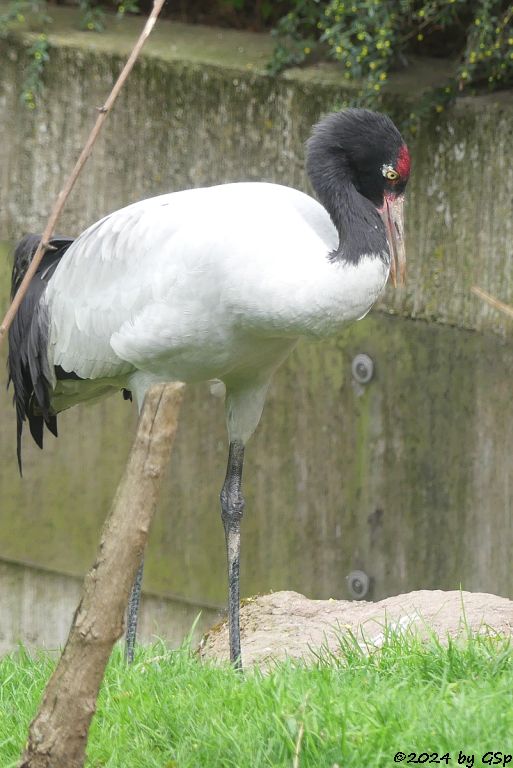 Zoo Halle: Schwarzhalskranich