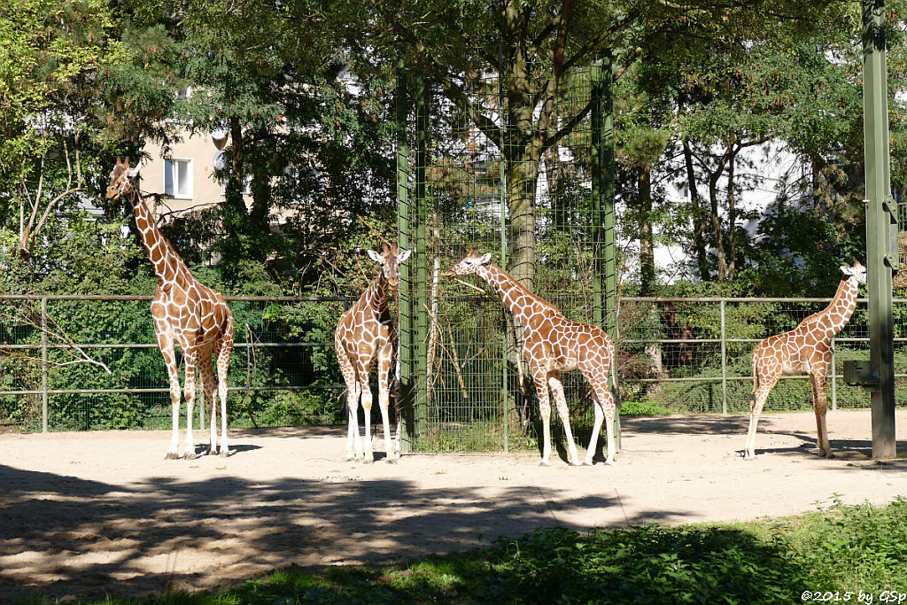 Netzgiraffe