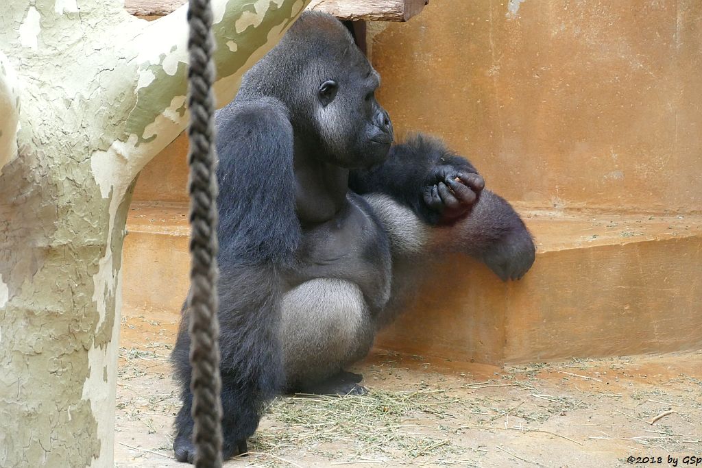 Flachlandgorilla