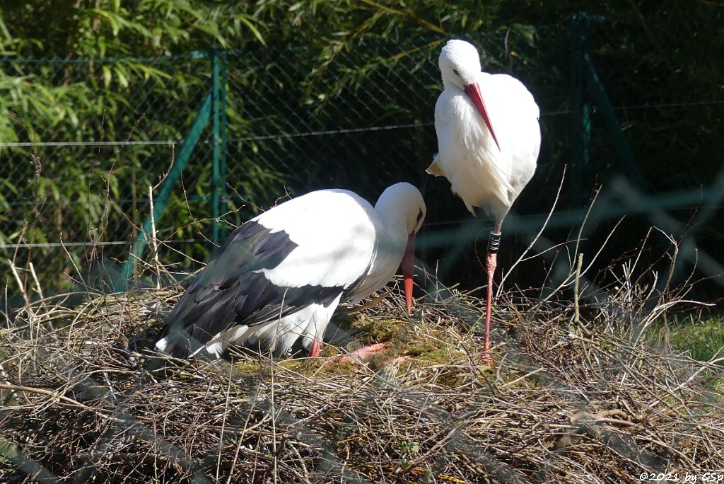 Europäischer Weißstorch