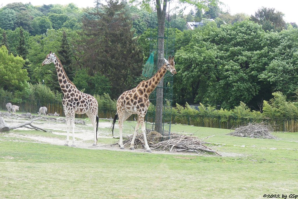 Böhm-Steppenzebra (Grant-Zebra), Rothschildgiraffe (Uganda-Giraffe, Baringo-Giraffe)