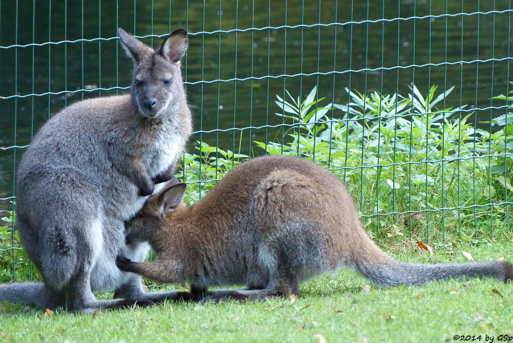 Bennettkänguru