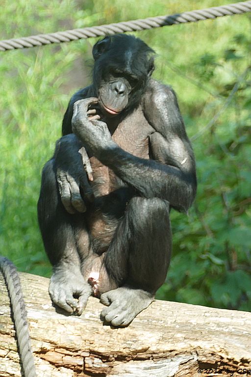 Bonobo (Zwergschimpanse)