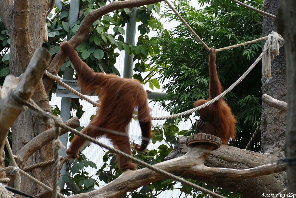 Sumatra-Orang-Utan