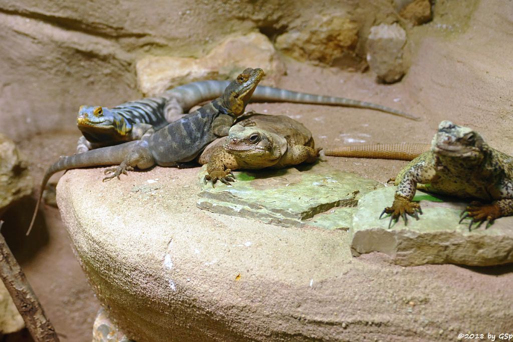 Blauer Felsenleguan, Chuckwalla