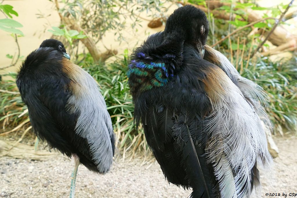 Grauflügel-Trompetervogel (Graurücken-Trompetervogel)