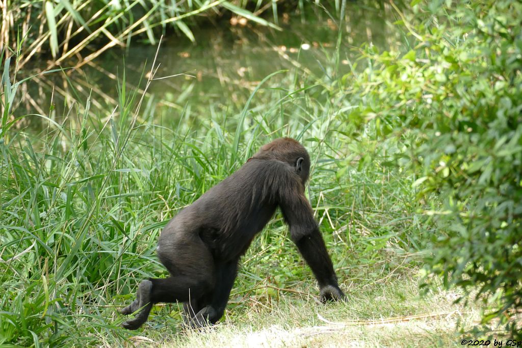 Westlicher Flachlandgorilla