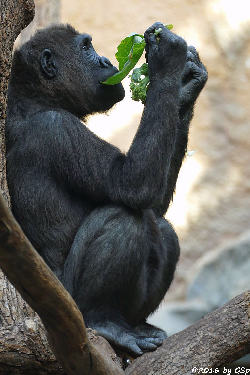 Flachlandgorilla