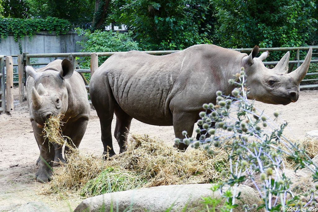 Spitzmaulnashorn MABURI mit Tochter MAISHA, geb. 22.9.18